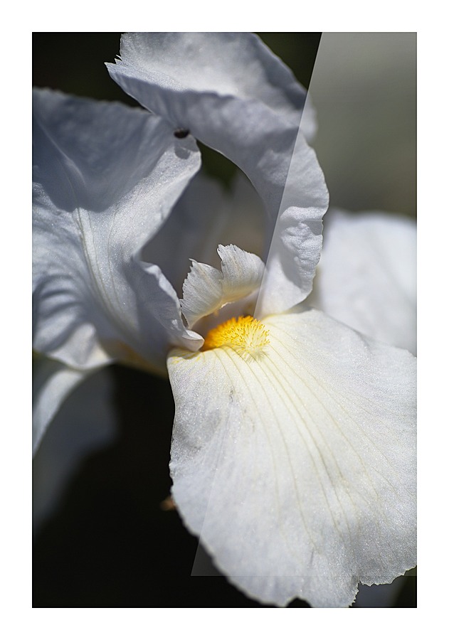 Large White Iris Flower Picture Frame print