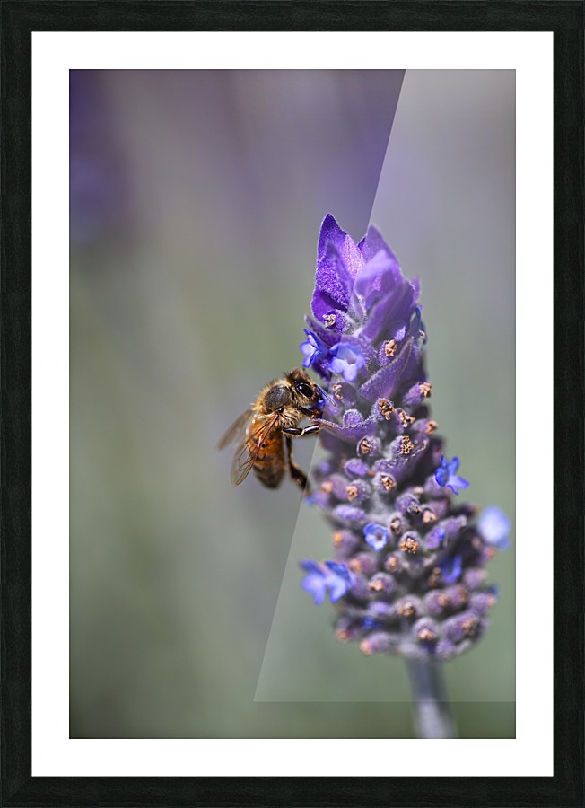 Bee Feast On Lavender  Picture Frame print