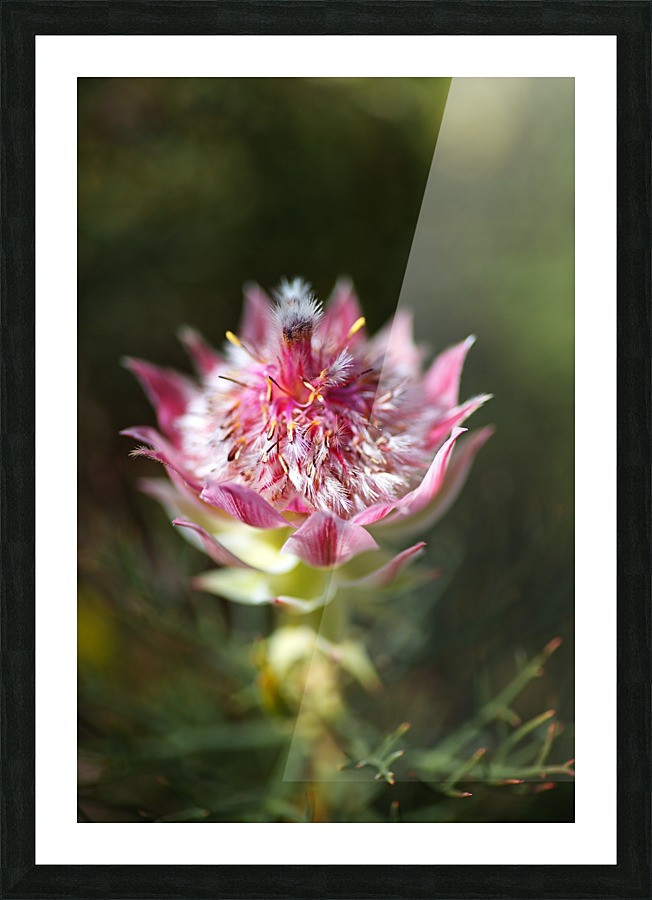 Protea Small Pink Flowers Picture Frame print