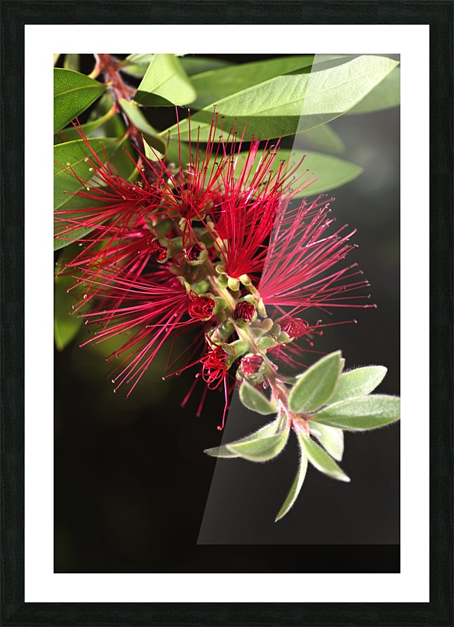 Australian Red Bottlebrush Flower Picture Frame print