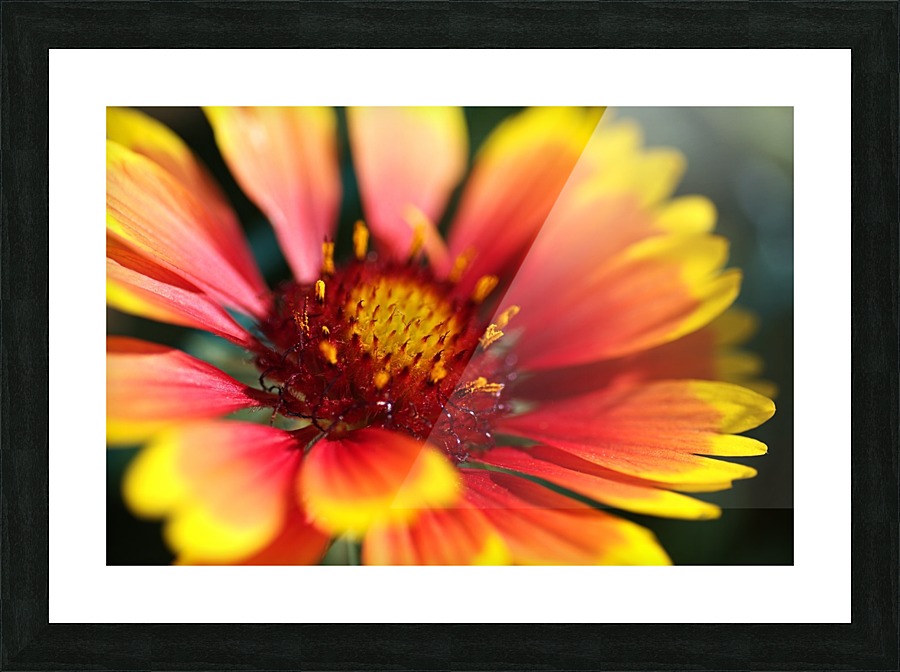  Blanket Flower Picture Frame print
