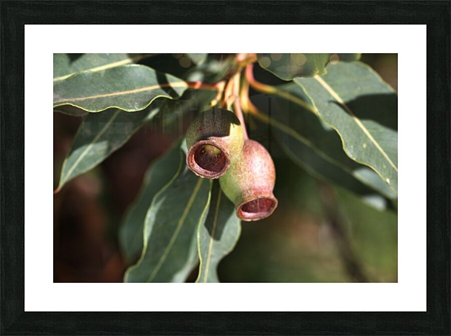 Gumnut Pair Picture Frame print