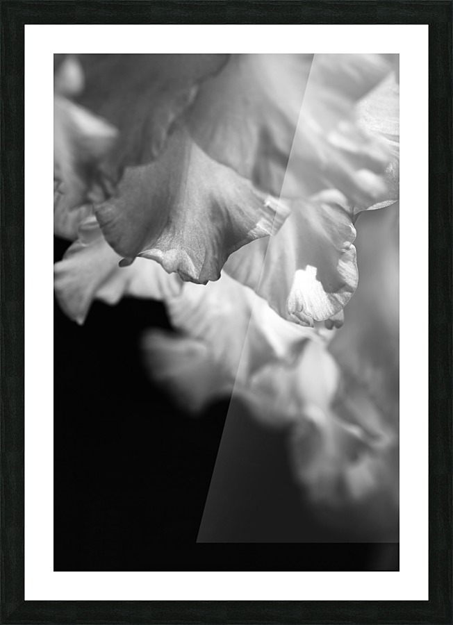 Gladiolus Petals Dance Picture Frame print
