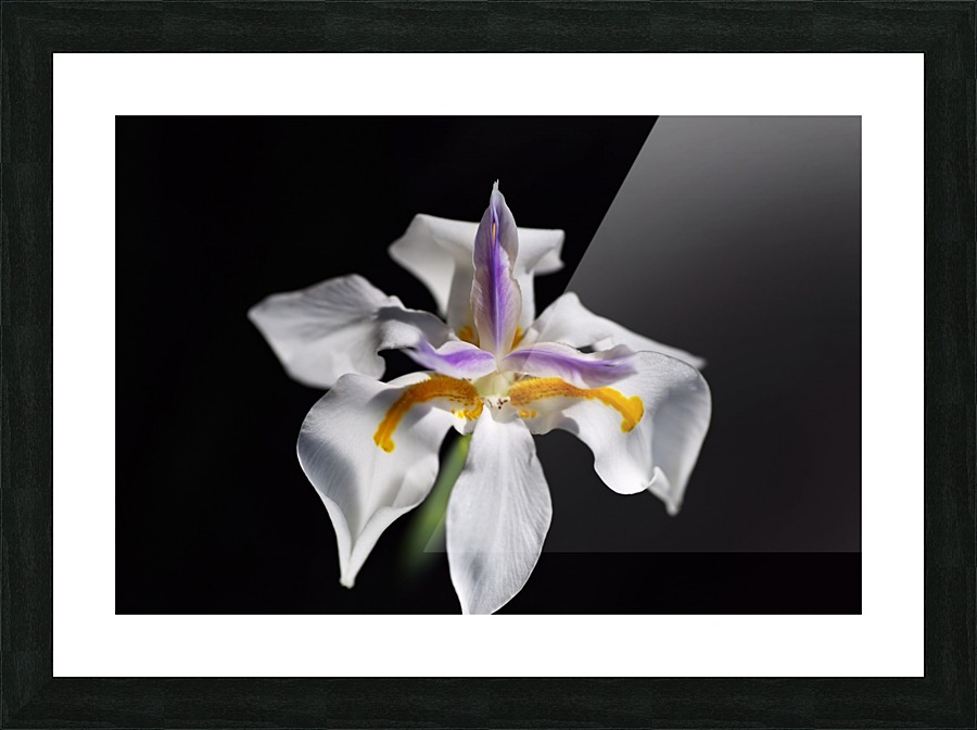 White Iris  Picture Frame print
