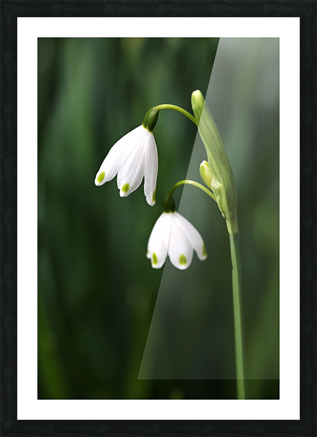 Snowdrop Flowers Picture Frame print