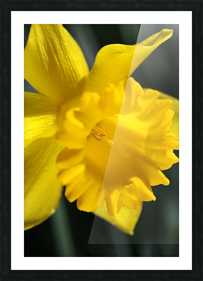 Daffodil Yellow Up Close Picture Frame print