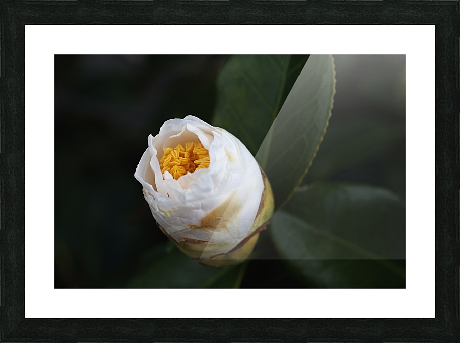 Camellia Bud Picture Frame print