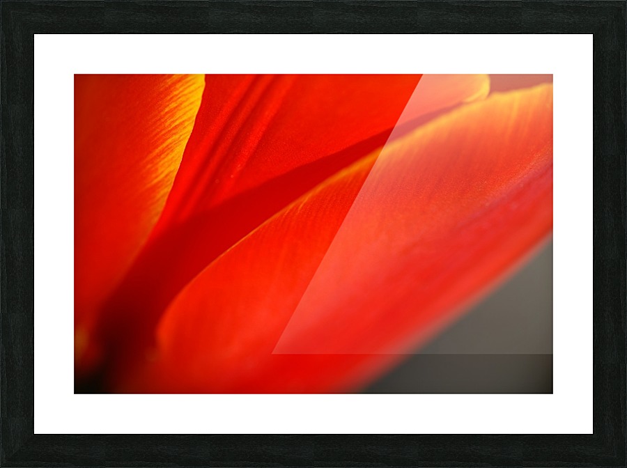 Tulips Structure   Picture Frame print