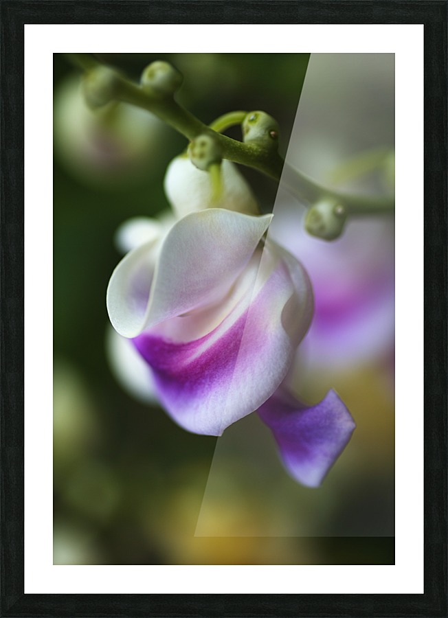 Corkscrew Flower Curls Picture Frame print