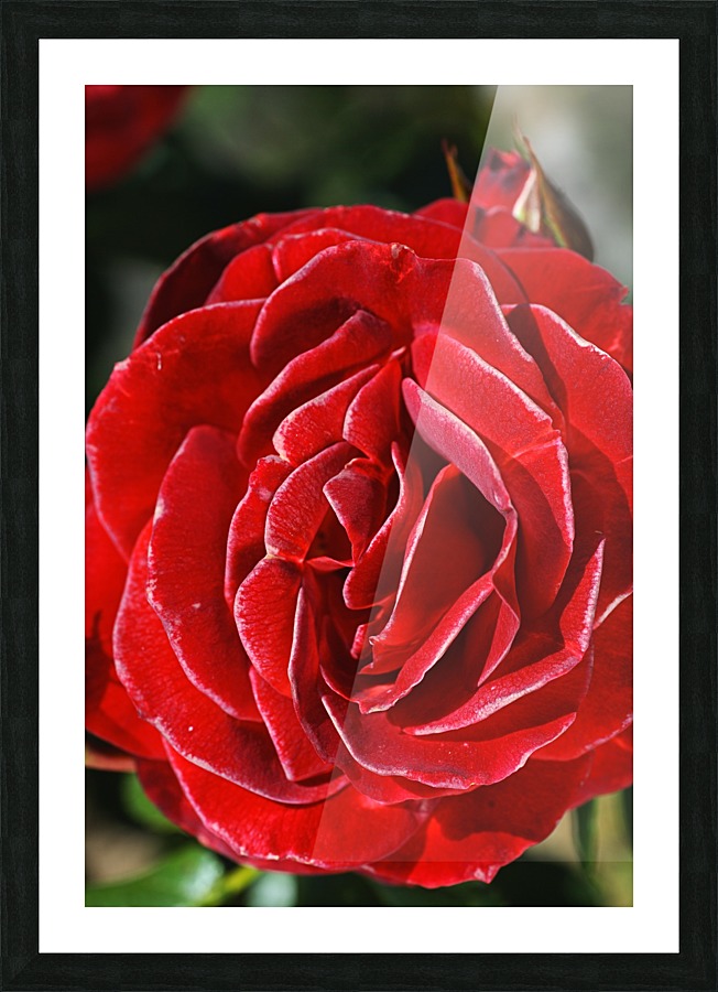 Romance Red Rose Picture Frame print