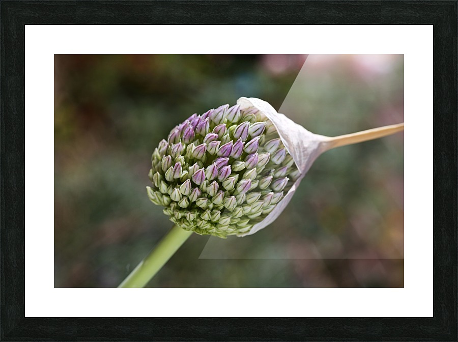 Garlic Flower With Cap Picture Frame print