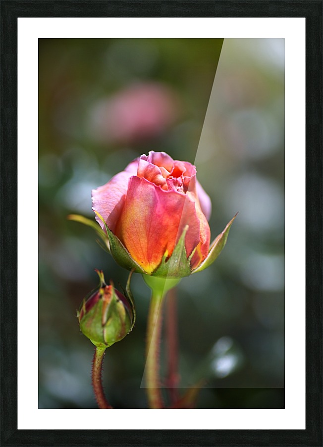 Two Pink Rose Buds Picture Frame print