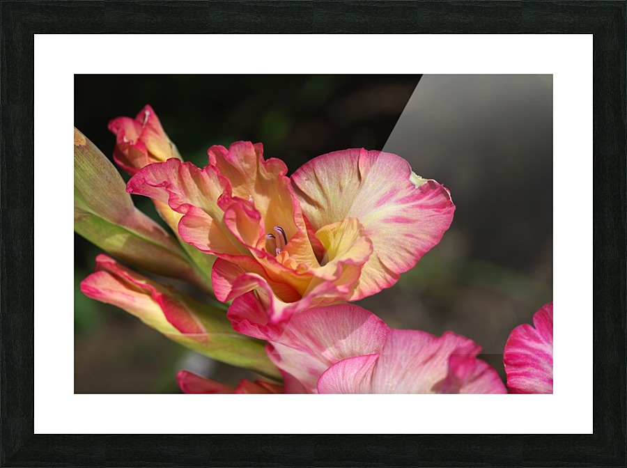 Gladiolus Display Picture Frame print