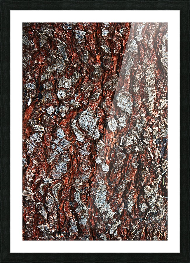 Pine Tree Bark On Trunk Picture Frame print