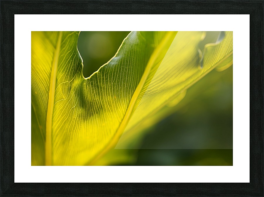 Monstera Deliciosa Leaf Picture Frame print