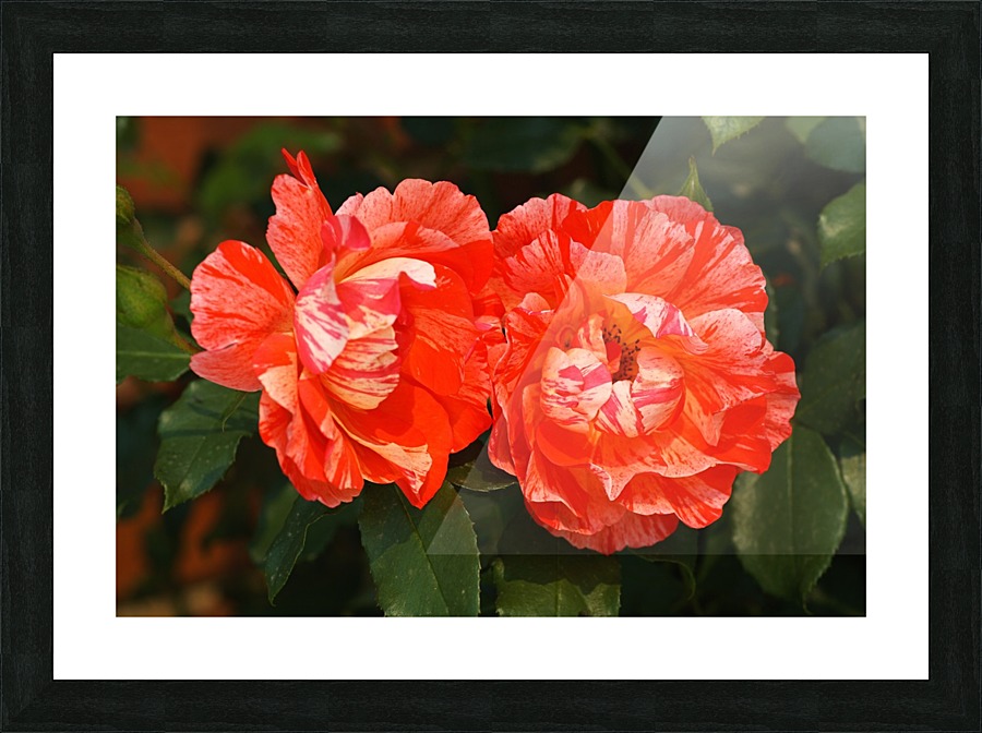 Rose Pair Two Toned Picture Frame print