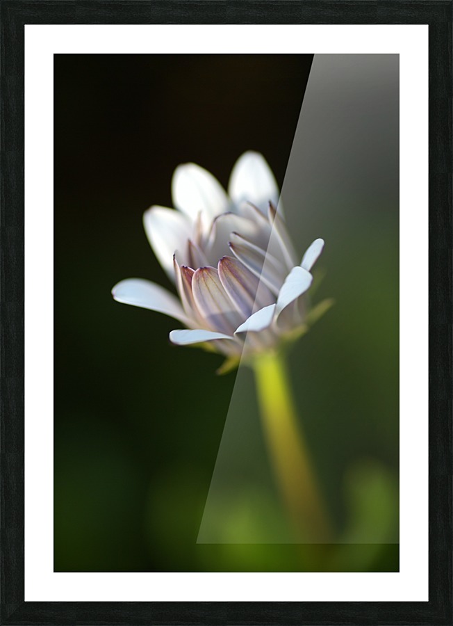 All Alone Daisy Bud Picture Frame print