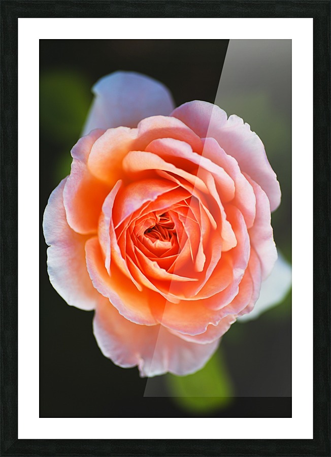Bold Orange Rose Picture Frame print