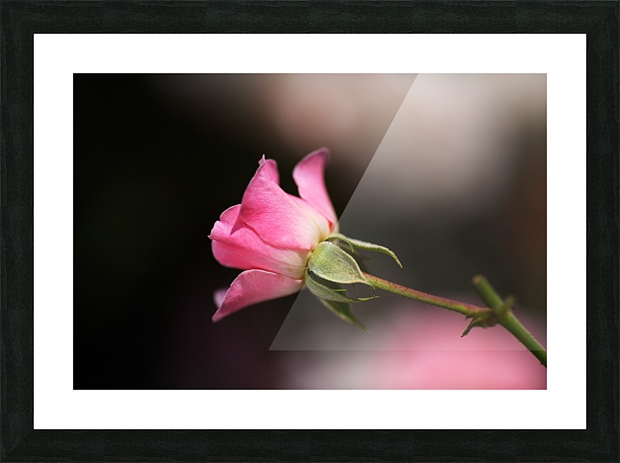 Rose Bud Pink Picture Frame print