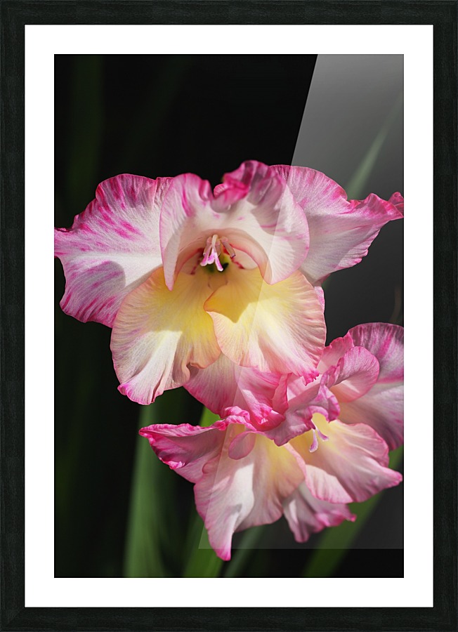 Gladiolus Seeing Double  Picture Frame print