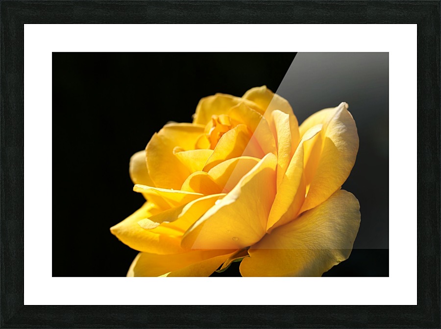 Rose Glowing Yellow Picture Frame print