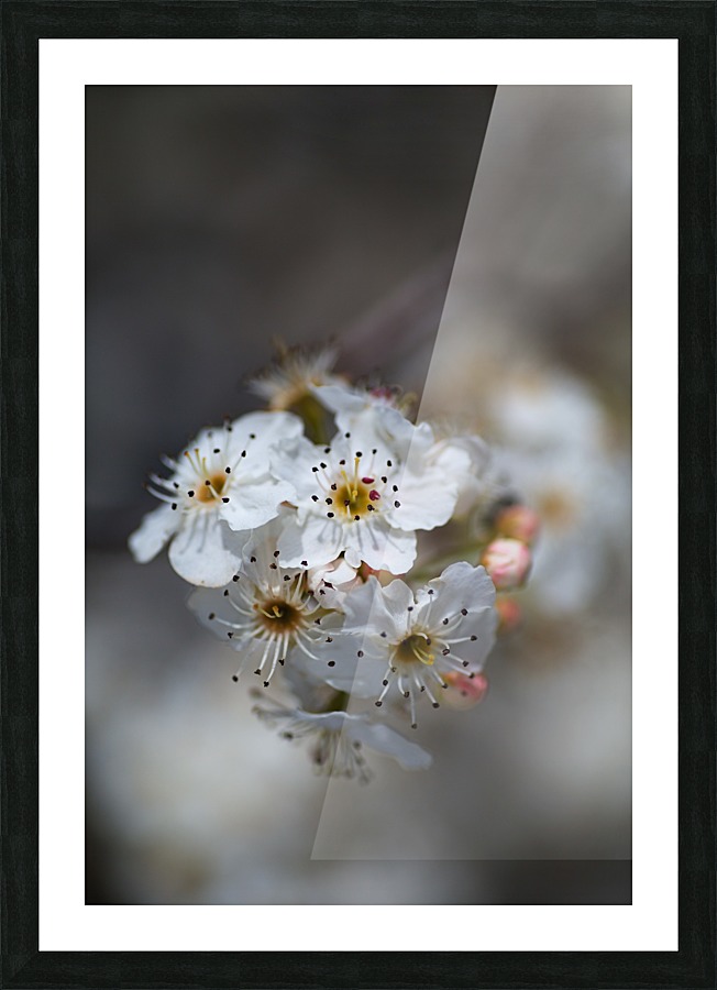 Blossom Spring Delight  Picture Frame print