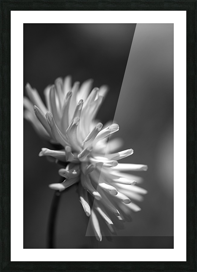 Dahlia Looking Out Picture Frame print
