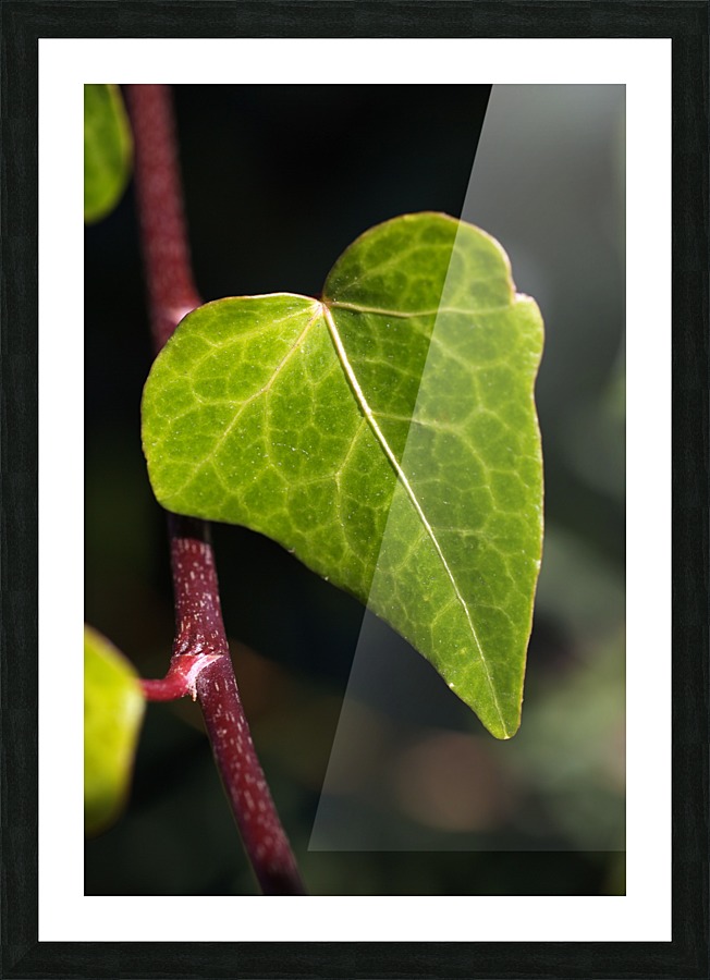 Leaf Heart Picture Frame print