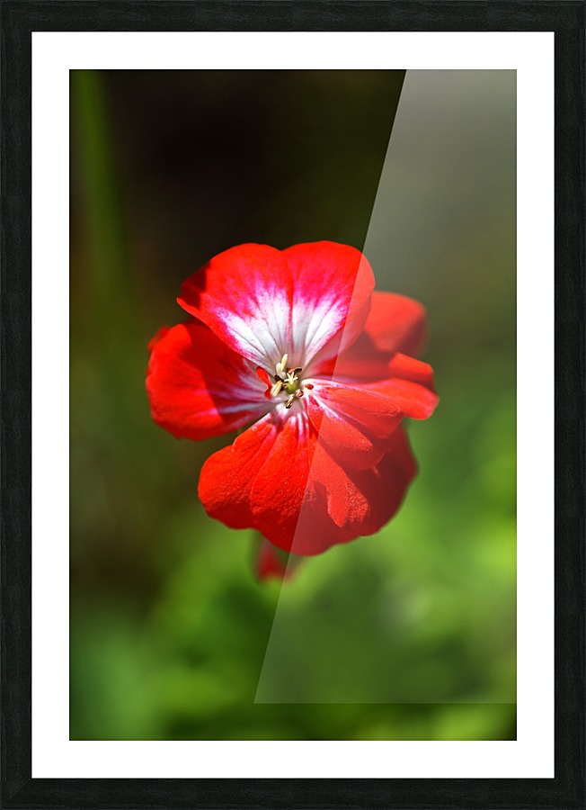 Geranium Red and White  Picture Frame print