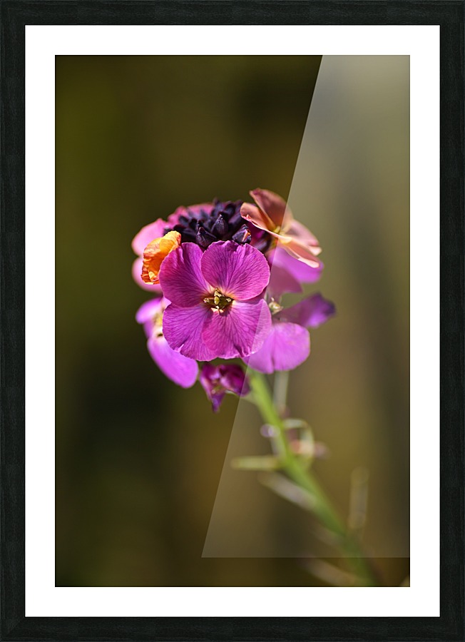 Wallflower Palette  Picture Frame print