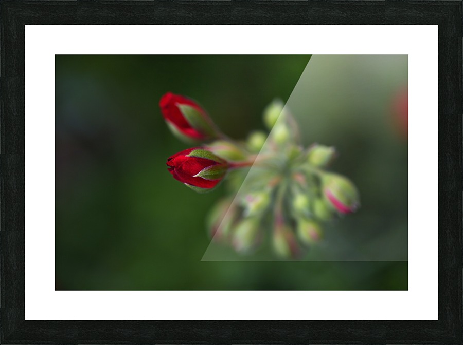 Geraniums Buds Red Picture Frame print