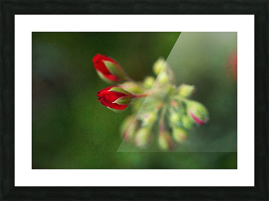 Geranium Buds Red Textured Picture Frame print