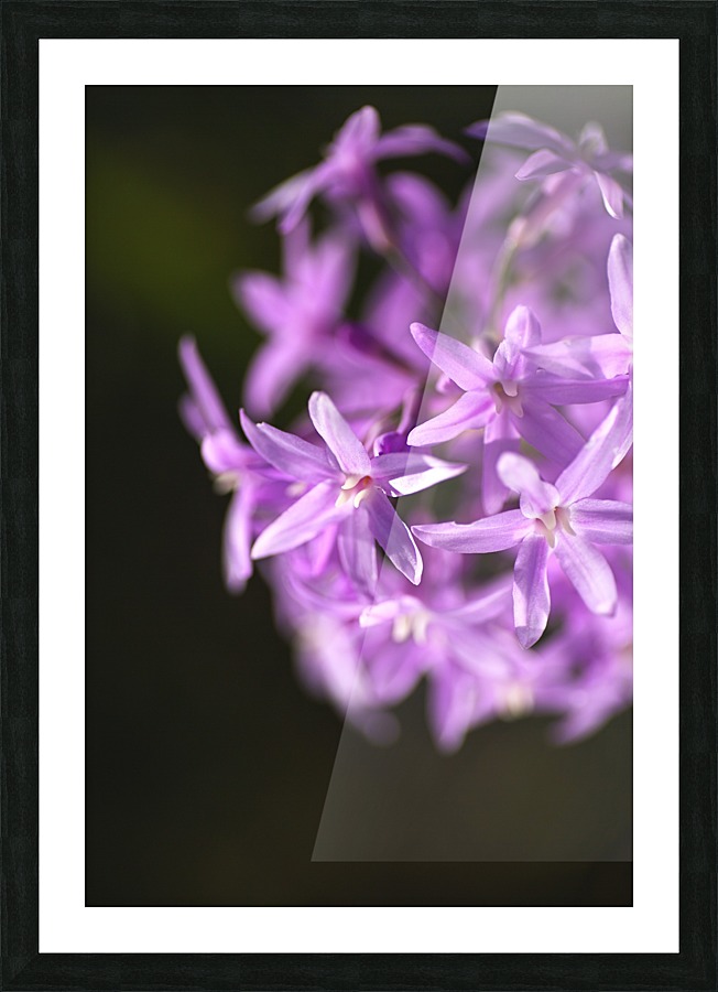 Purple Flower Ring Picture Frame print