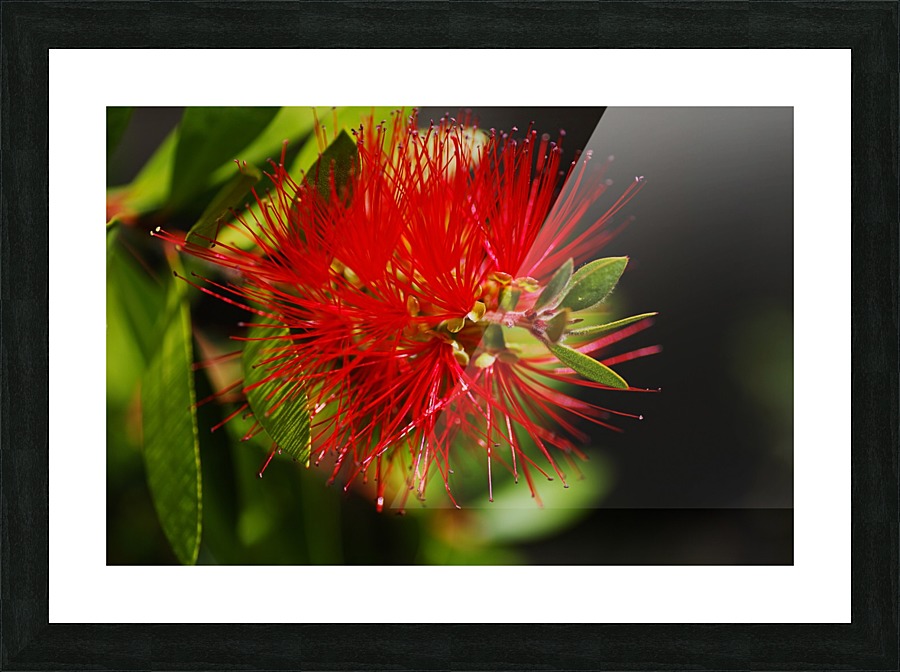 Bottlebrush Flower Red Picture Frame print