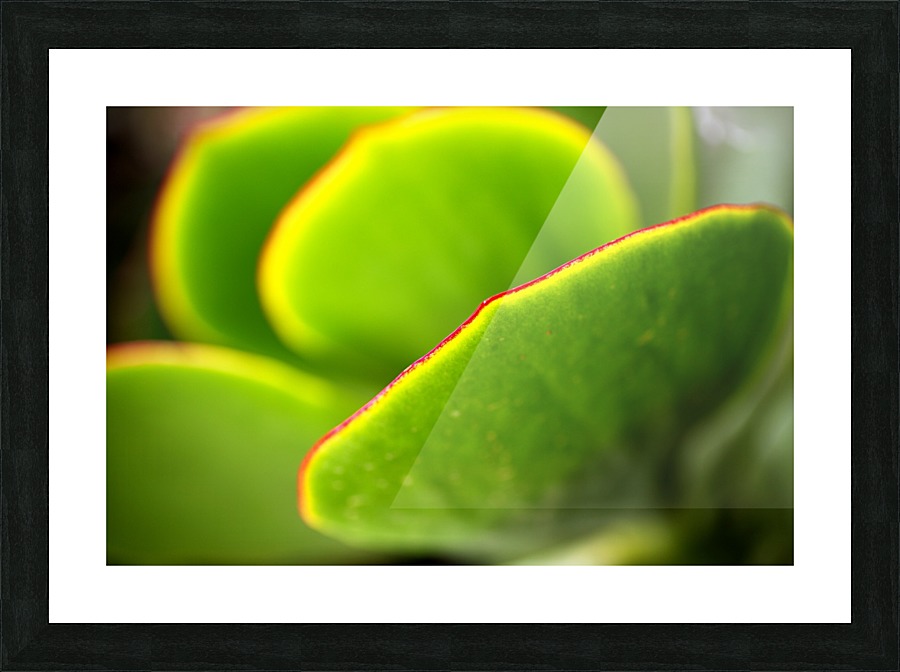 Bright Succulent World Picture Frame print