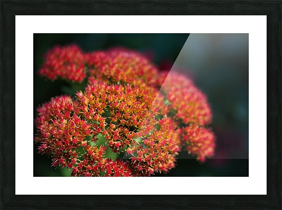 Sedum Plant Picture Frame print