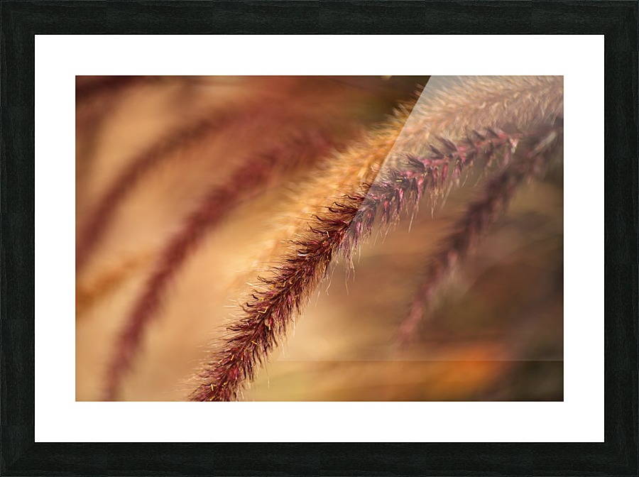 Grasses Wild Picture Frame print