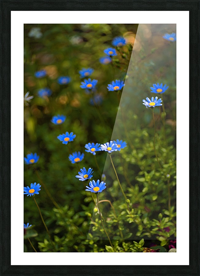 Daisy Garden Picture Frame print