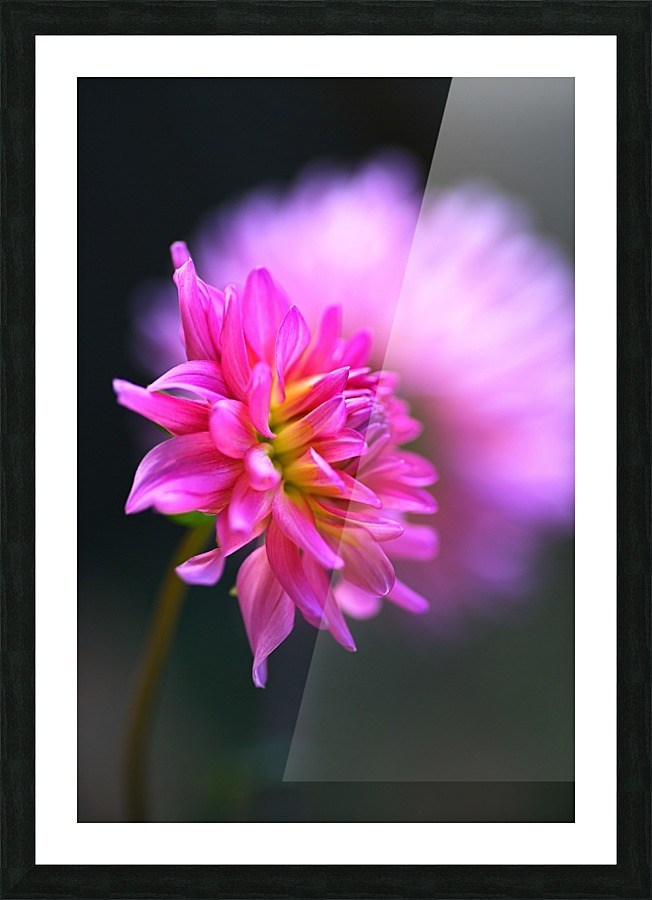 Dahlia on A Cloud Picture Frame print