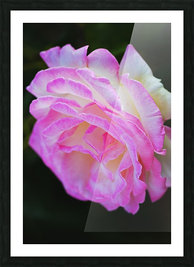 Rose Pink White Picture Frame print