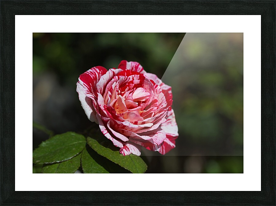 Scentimental Rose  Picture Frame print