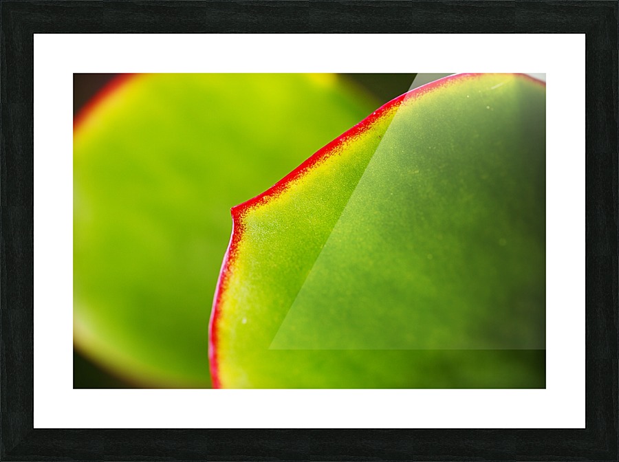 Succulent Leaves Picture Frame print