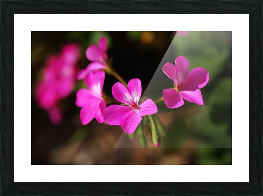 Geraniums In Pink Picture Frame print