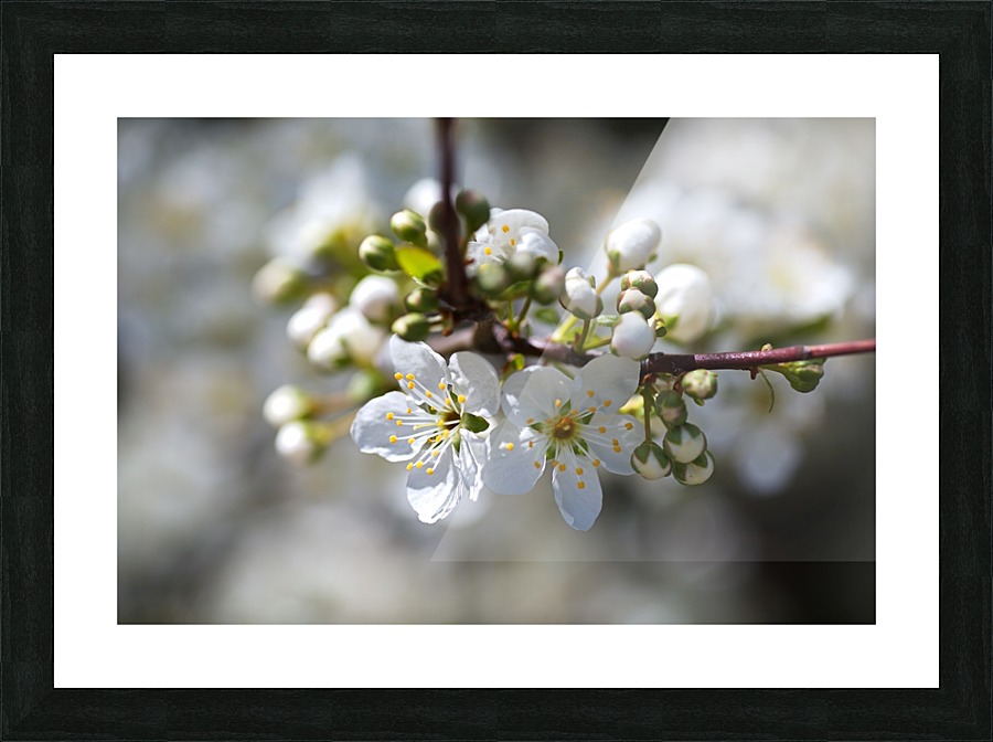 Spring White Blossom Picture Frame print