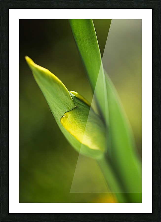 Tulip Bud  Picture Frame print