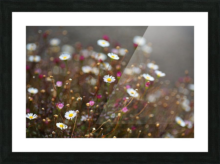 Daisy Dance Picture Frame print