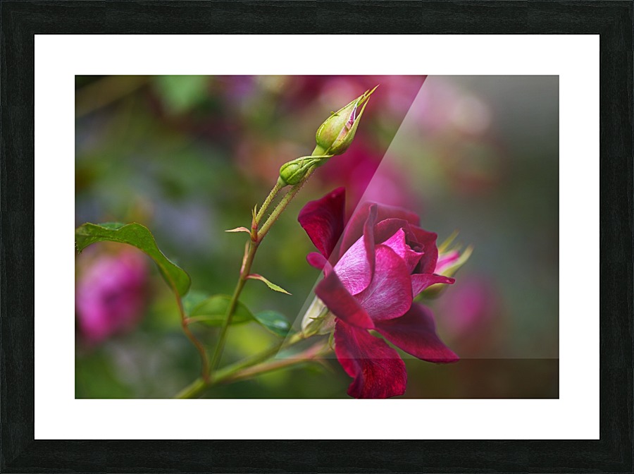 Rose Bud Pink Picture Frame print