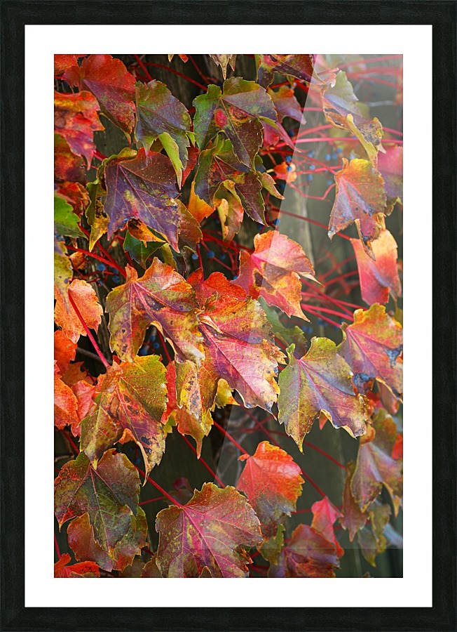 Autumn Leaves Picture Frame print