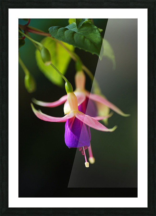 Fuchsia Flowers Picture Frame print