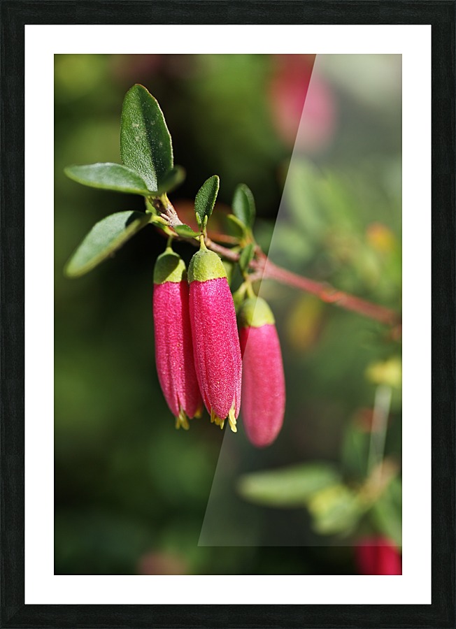 Fuchsia Dusky Bells Picture Frame print